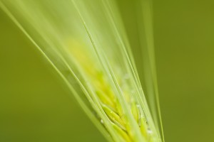 ble-macro-nature-5