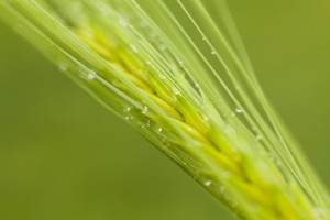 ble-macro-nature-6